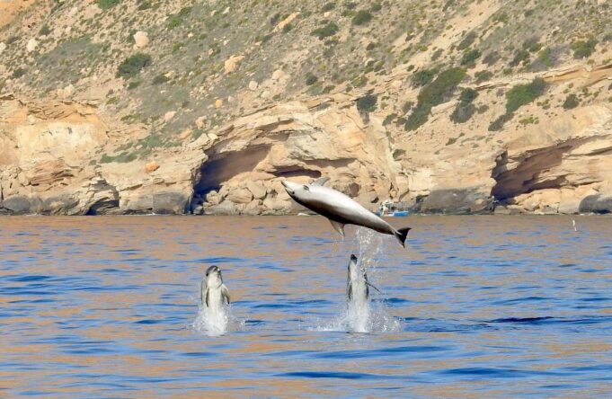 La Generalitat confirma la presencia continua de seis especies de cetáceos en aguas valencianas