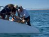 La Generalitat y l’Oceanogràfic lanzan la séptima campaña ‘Aquí Salvamos Tortugas’ para su conservación en numerosos municipios