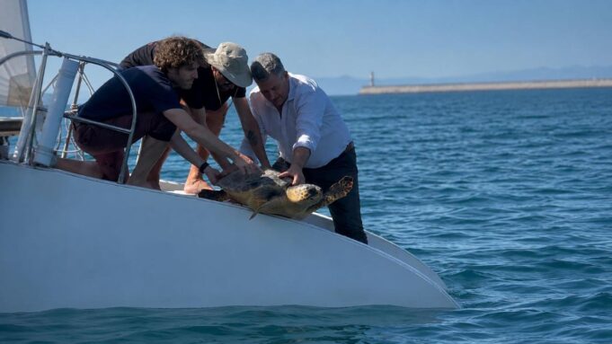 La Generalitat y l’Oceanogràfic lanzan la séptima campaña ‘Aquí Salvamos Tortugas’ para su conservación en numerosos municipios