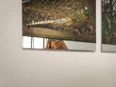 El Centre del Carme Cultura Contemporània acoge la exposición ‘Verse expuest_’ de Rocío Garriga, que reflexiona sobre los zoos bombardeados en la II Guerra Mundial