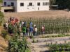 La Conselleria de Agricultura impulsa la mejora genética de tomates tradicionales en colaboración con la UPV