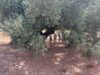 La Generalitat Valenciana Resalta la Importancia de los Olivos Milenarios de Castellón como Patrimonio y Base del Mundo Rural