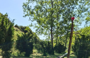 La Generalitat refuerza la conservación del hábitat del tejo a través de las Brigadas Red Natura 2000