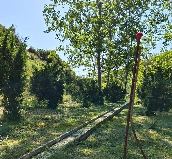 La Generalitat refuerza la conservación del hábitat del tejo a través de las Brigadas Red Natura 2000