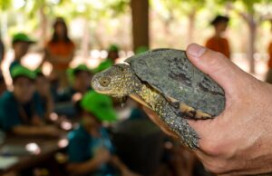La Generalitat y la Fundación Bioparc lanzan un programa para la reintroducción de galápagos europeos en la Marjal dels Moros