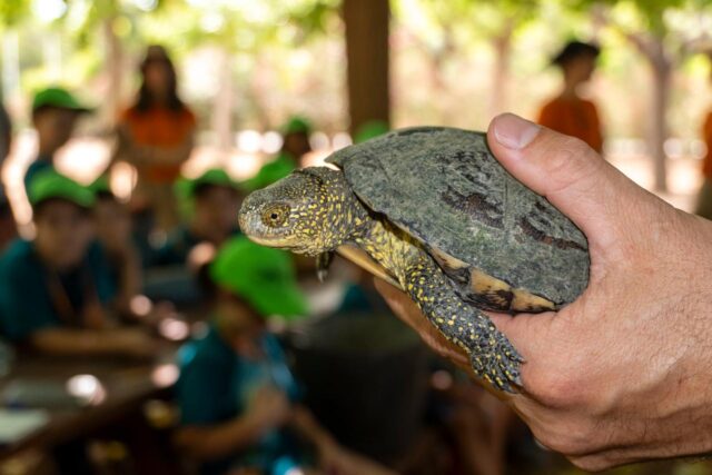 La_Generalitat_y_la_Fundacion_Bioparc_lanzan_un_programa_para_la_reintroduccion_de_galapagos_europeos_en_la_Marjal_dels_Moros.jpg