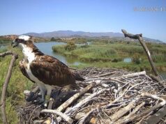 Regreso Triunfal de Aguilas Pescadoras al Marjal de Pego-Oliva tras su Migración