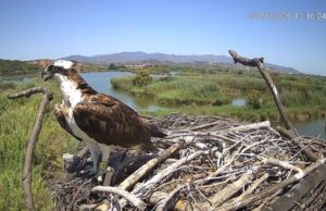 Regreso Triunfal de Aguilas Pescadoras al Marjal de Pego-Oliva tras su Migración