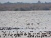 La Generalitat Valenciana registra cerca de 178.000 aves acuáticas invernantes en 2026, la segunda cifra más alta desde 1984