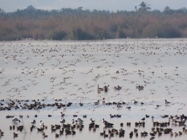 La_Generalitat_Valenciana_registra_cerca_de_178.000_aves_acuaticas_invernantes_en_2026_la_segunda_cifra_mas_alta_desde_1984.jpg