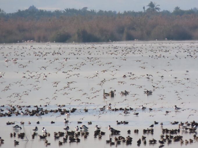 La Generalitat Valenciana registra cerca de 178.000 aves acuáticas invernantes en 2026, la segunda cifra más alta desde 1984