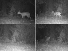 La Generalitat refuerza la conservación de la fauna silvestre mediante el uso de 380 cámaras de fototrampeo