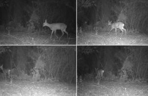 La Generalitat refuerza la conservación de la fauna silvestre mediante el uso de 380 cámaras de fototrampeo