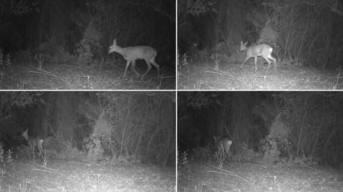 La Generalitat refuerza la conservación de la fauna silvestre mediante el uso de 380 cámaras de fototrampeo