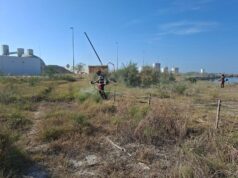 La Generalitat y la Autoridad Portuaria de Castellón se unen para preservar una especie de flora en peligro de extinción