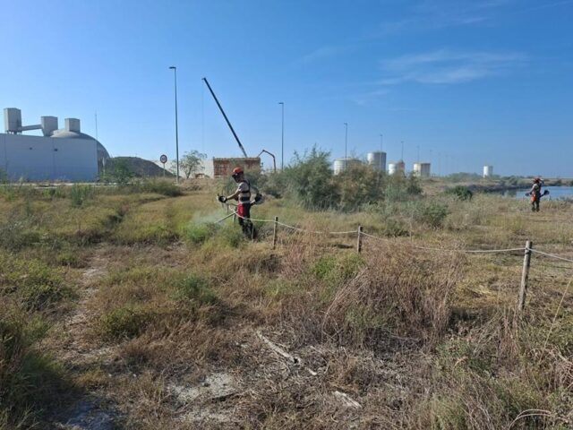 La_Generalitat_y_la_Autoridad_Portuaria_de_Castellon_se_unen_para_preservar_una_especie_de_flora_en_peligro_de_extincion.jpg