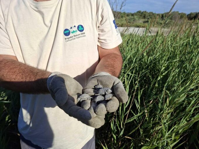 Éxito en la Conservación: 61 crías de tortuga d’estany nacen en el Marjal dels Moros