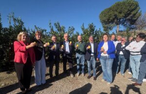 Barrachina destaca la importancia de la Vega Baja en la producción de limón durante el Corte del Limón en Orihuela