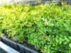 La Generalitat Valenciana abre el período de solicitud de plantas forestales para el Día del Árbol