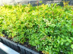 La Generalitat Valenciana abre el período de solicitud de plantas forestales para el Día del Árbol
