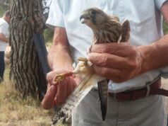 La Generalitat impulsa la recuperación de aves esteparias en la Comunitat Valenciana