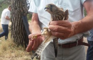 La Generalitat impulsa la recuperación de aves esteparias en la Comunitat Valenciana