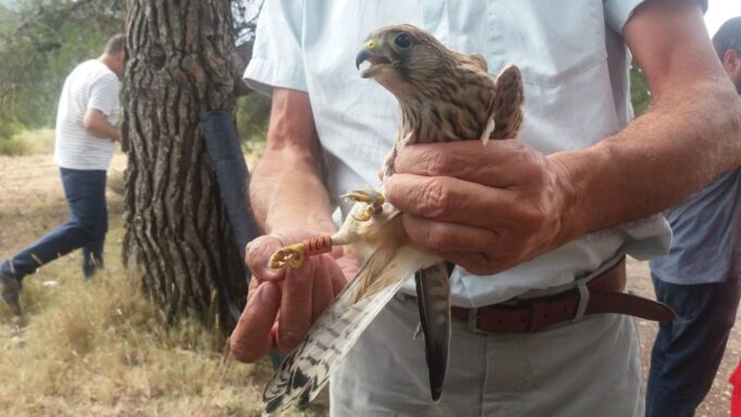 La Generalitat impulsa la recuperación de aves esteparias en la Comunitat Valenciana
