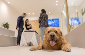 Uno de cada cuatro jóvenes no encuentra cómo despedirse de su mascota