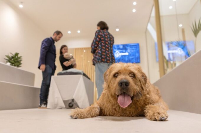Uno de cada cuatro jóvenes no encuentra cómo despedirse de su mascota