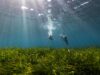 Bluewave Alliance y Asociación Vellmarí recuperan el Mediterráneo con 100.000 haces de posidonia