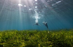 Bluewave Alliance y Asociación Vellmarí recuperan el Mediterráneo con 100.000 haces de posidonia